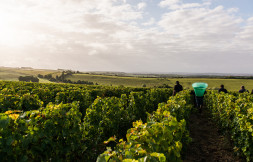 Ernte Fournier, Sancerre